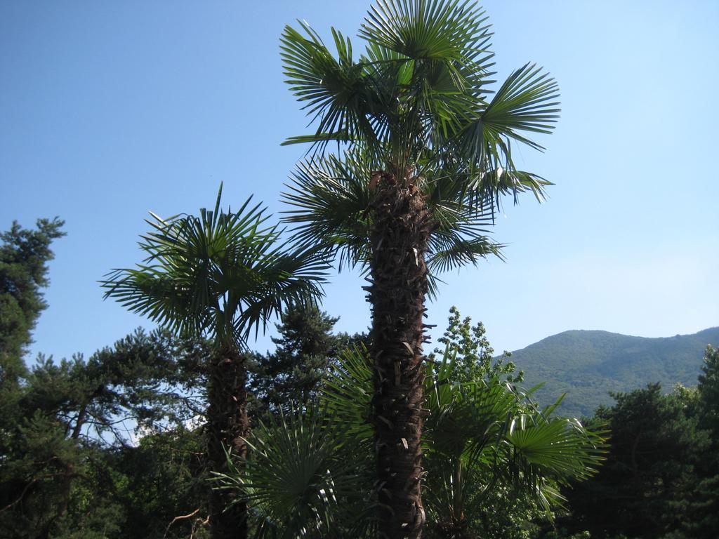 Villa Margherita Lake Maggiore Eksteriør bilde